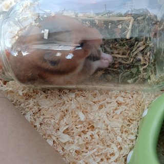 Rhino - Syrian / Golden Hamster Hamster