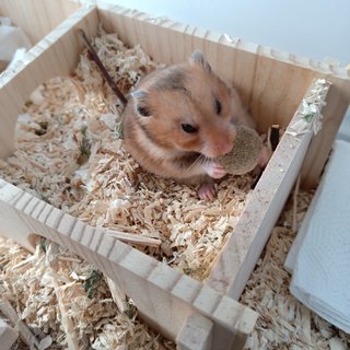 Rhino - Syrian / Golden Hamster Hamster