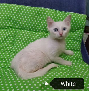 Cat-white &amp; Star - Domestic Short Hair Cat