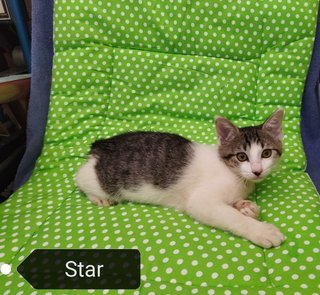 Cat-white &amp; Star - Domestic Short Hair Cat