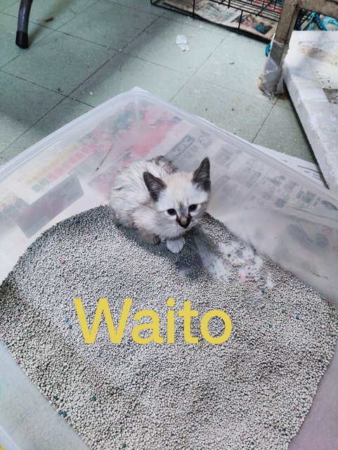 Dako,miko,waito - Domestic Medium Hair Cat