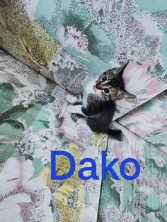 Dako,miko,waito - Domestic Medium Hair Cat