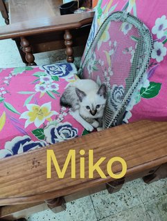 Dako,miko,waito - Domestic Medium Hair Cat