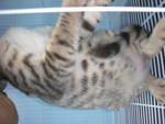 Gori ( Sold) - Bengal Cat