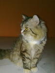 Kidd0 De Kid - Persian + Domestic Long Hair Cat