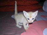 available -  MALE: pale orange with long tail