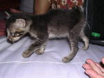 available - Male : greyish black with short n twisted tail