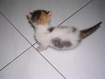 available - FEMALE tri colour long tail