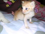 available- MALE orange long tail