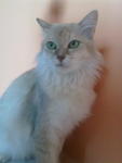 Tasha De Angel Eyes - Domestic Long Hair Cat