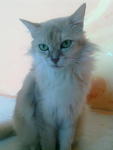 Tasha De Angel Eyes - Domestic Long Hair Cat