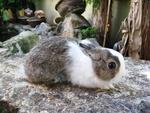 Nd1 - Netherland Dwarf Rabbit