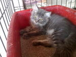 Masquarade - Persian + Domestic Long Hair Cat