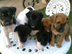 Left to Right, Shyshy,Dalmation,Blackie,Charcoal,Lola & Brownie