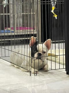 Rex - French Bulldog Dog