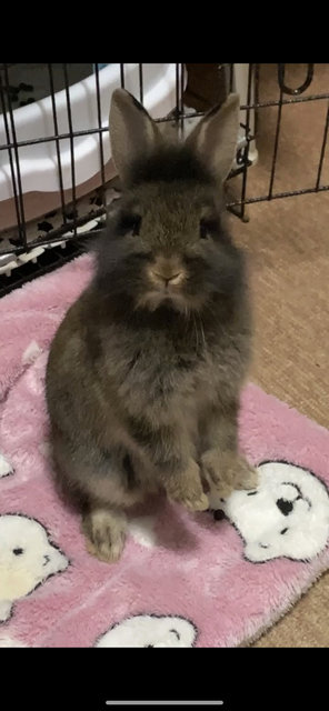 Rabbit - Netherland Dwarf Rabbit