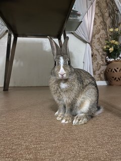 Rabbit - Netherland Dwarf Rabbit