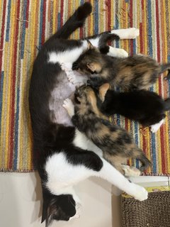 Juno’s Kittens - Domestic Long Hair + Domestic Medium Hair Cat