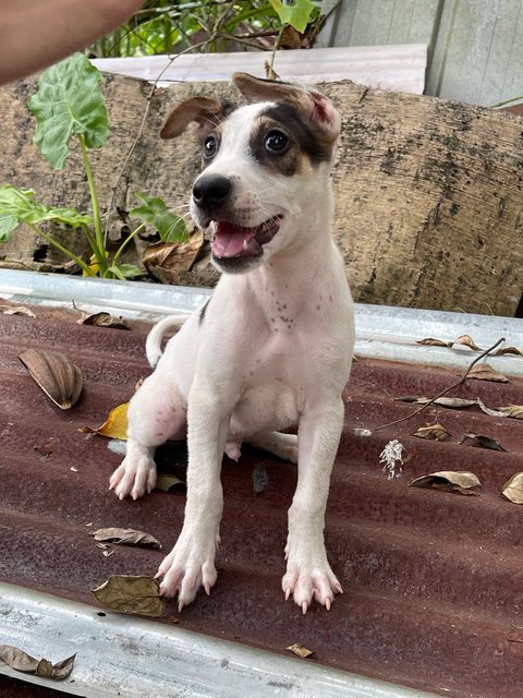 4 Puppies For Adoption (1 Puppy Left) - Mixed Breed Dog