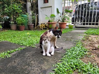 Mother &amp; 2 Kittens (M+f) [Urgent] - Domestic Short Hair Cat