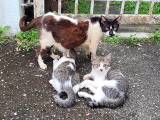 Mother &amp; 2 Kittens (M+f) [Urgent] - Domestic Short Hair Cat