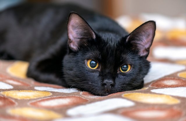 Lady - Bombay Cat