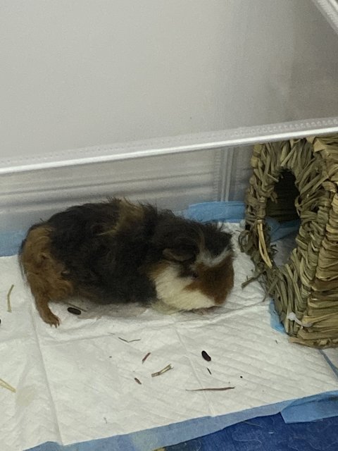 Gemok  - Guinea Pig Small & Furry