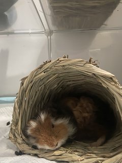 Gemok  - Guinea Pig Small & Furry