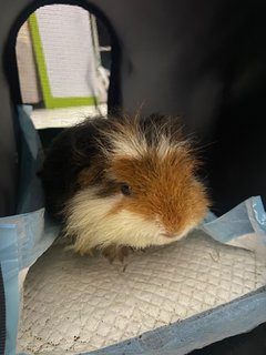 Gemok  - Guinea Pig Small & Furry