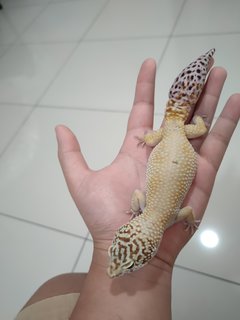 Mellow - Gecko Reptile