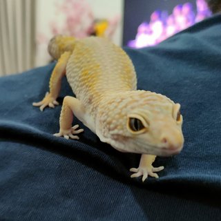 Mellow - Gecko Reptile