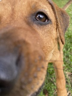 Brownie Girl - Mixed Breed Dog