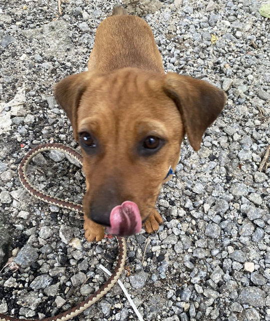 Brownie Girl - Mixed Breed Dog