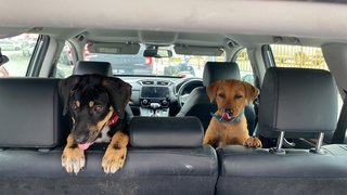 Brownie Girl - Mixed Breed Dog