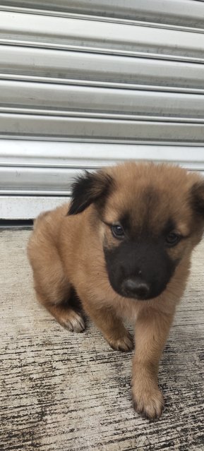 Ginger, Fatty, Summer, Blacky  - Mixed Breed Dog