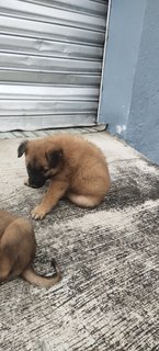 Ginger, Fatty, Summer, Blacky  - Mixed Breed Dog