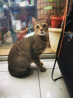 Big Eyes, Chubby Paws & a long tiger tail 🐱🌻