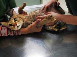 Totally obedient during vet check 