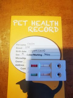 Vaccinated, deflea, deworm, Tested free from FIV / FeLV