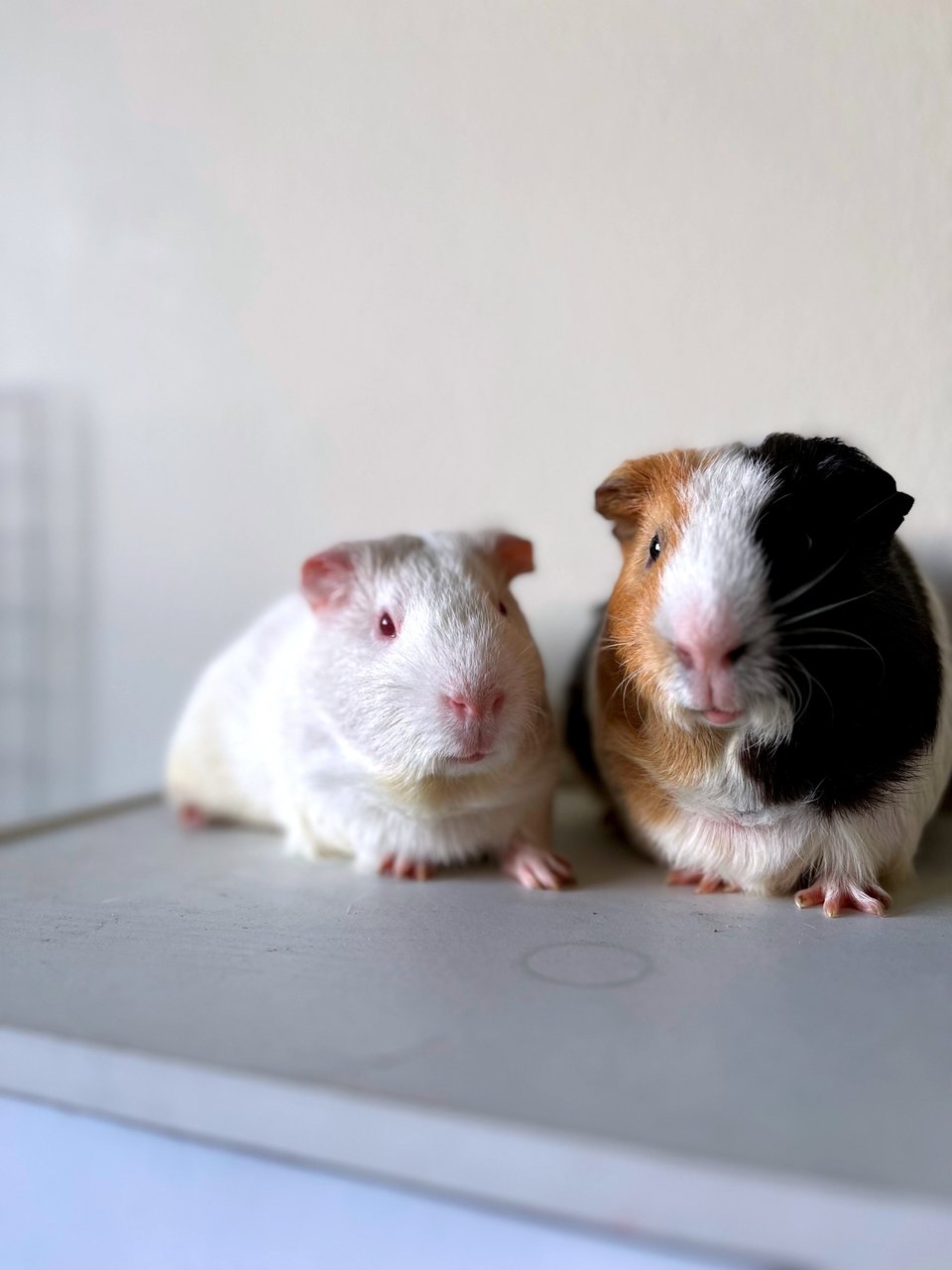 Milo &amp; Milky  - Guinea Pig Small & Furry