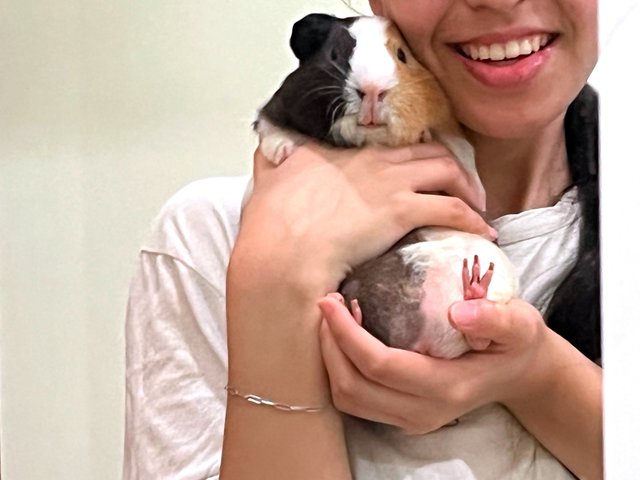 Milo &amp; Milky  - Guinea Pig Small & Furry