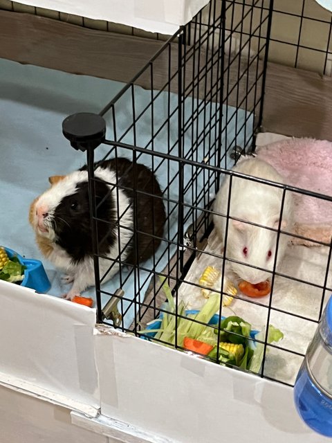 Milo &amp; Milky  - Guinea Pig Small & Furry