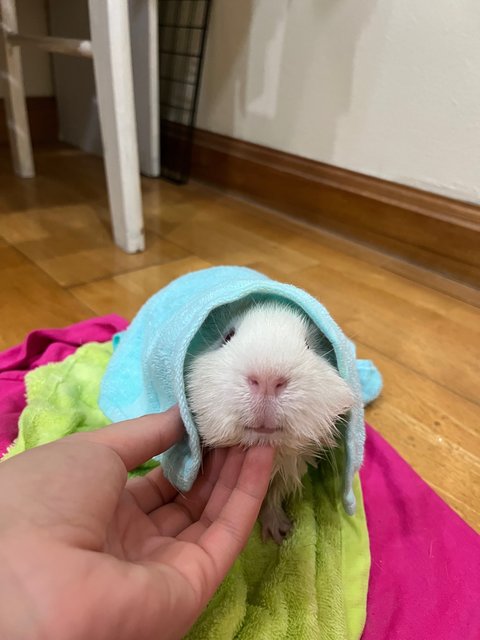 Milo &amp; Milky  - Guinea Pig Small & Furry