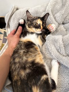 Tammy - Calico Cat