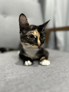 Tammy - Calico Cat