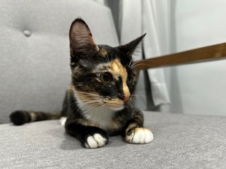 Tammy - Calico Cat