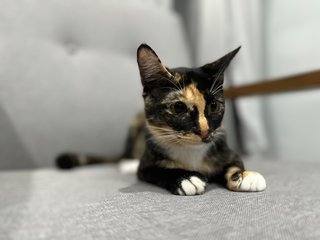 Tammy - Calico Cat