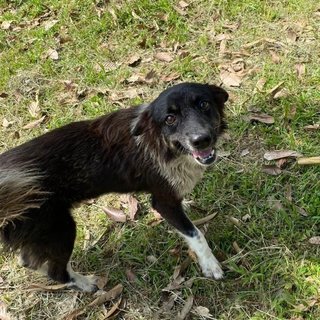 Blackie - Mixed Breed Dog