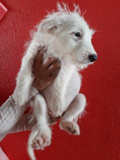 Candy - Golden Retriever + Poodle Dog