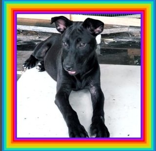 Sunshine, - Thai Ridgeback Mix Dog